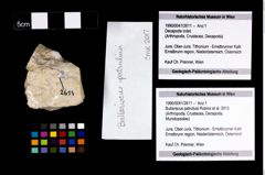 Foto (Objekt + Etikett) von Bullariscus patruliusi (Robins et al., 2013)  (NHMW-GEO-1990-0041-2611)